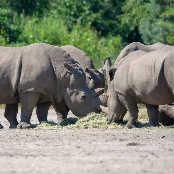 Group Big Adult African Black Rhinoceros Eating Grass Safari Park — Stock Photo, Image