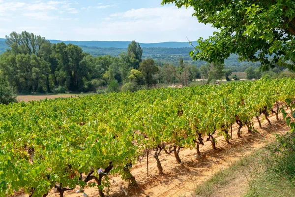 Fransız Kırmızı Gül Şarabı Üzümleri Mercan Mineral Toprağında Yetişiyor Fransa — Stok fotoğraf