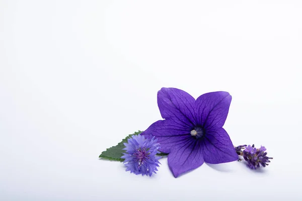 Cloche violette fleur images libres de droit, photos de Cloche violette  fleur | Depositphotos