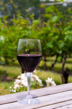 Kuzey Brabant 'taki Hollanda üzüm bağında kırmızı şarap tatmak, Hollanda' daki şarap üretimi