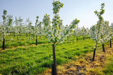Kiraz ağacı çiçeği, Belçika 'nın Haspengouw tarım bölgesindeki meyve bahçelerinde bahar mevsimi, manzara
