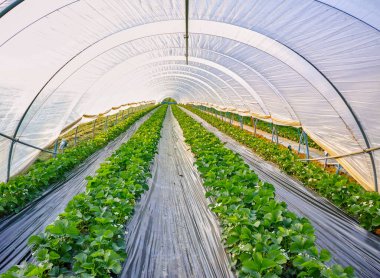 Açık havada yetişen çilek bitkileri plastik filmlerle kaplı serada yetişiyor.