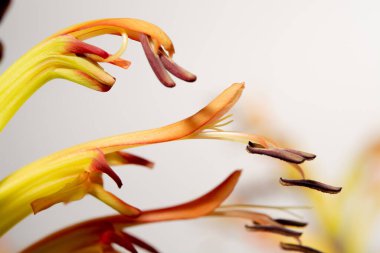 Çiçekli arka plan. Çiçekler bukette taze, makro fotoğraf.