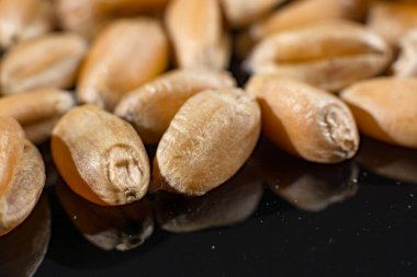 Makro koleksiyonu, kuru beyaz buğday tohumları siyah arkaplanı kapatır