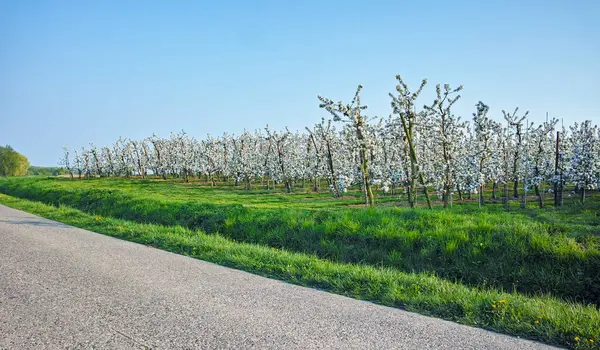 比利时Haspengouw农业区果园中的白樱花 春天季节 — 图库照片