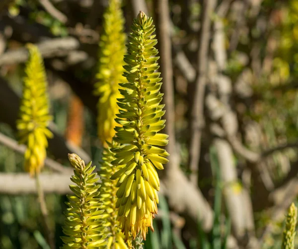 Färgglad Blomma Läkande Suckulent Växt Aloe Vera — Stockfoto