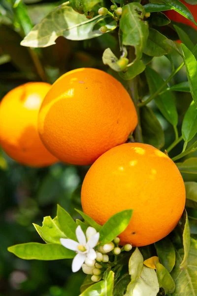 Agrumi Arancioni Nel Peloponneso Grecia Nuovo Raccolto Arance Dolci Succose — Foto Stock
