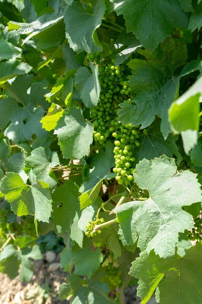 Ripening Grapes Wine Grapes Plants Great Wine Region South Italy — Stock Photo, Image