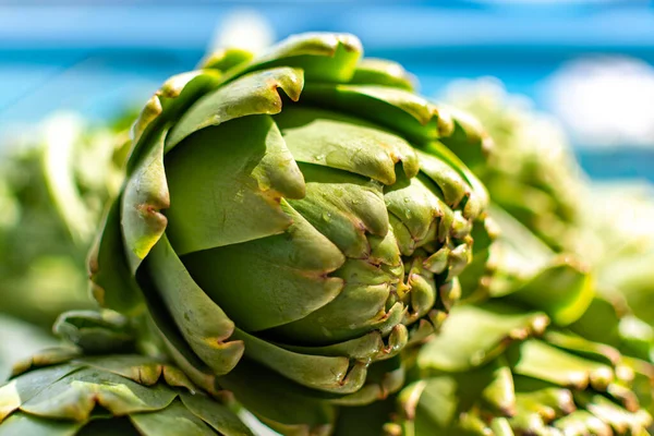 Manojo Alcachofas Frescas Crudas Plantación Alcachofas Nueva Cosecha Argolida Grecia — Foto de Stock