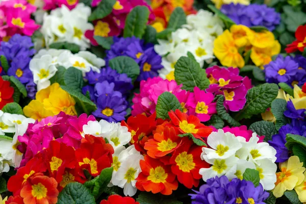 Цветочный Фон Весенний Колофруктовый Сад — стоковое фото