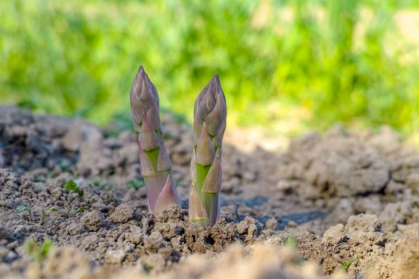 Reifer Grüner Bio Spargel Der Auf Dem Feld Der Bauern — Stockfoto