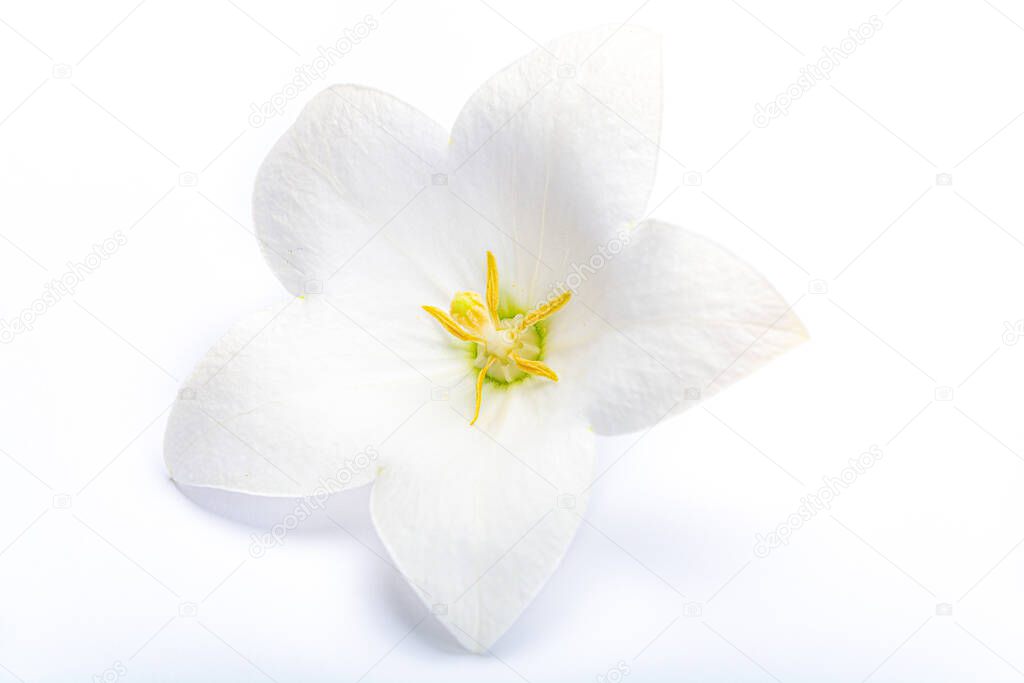 White bell flower close up, isolated on white background copy space