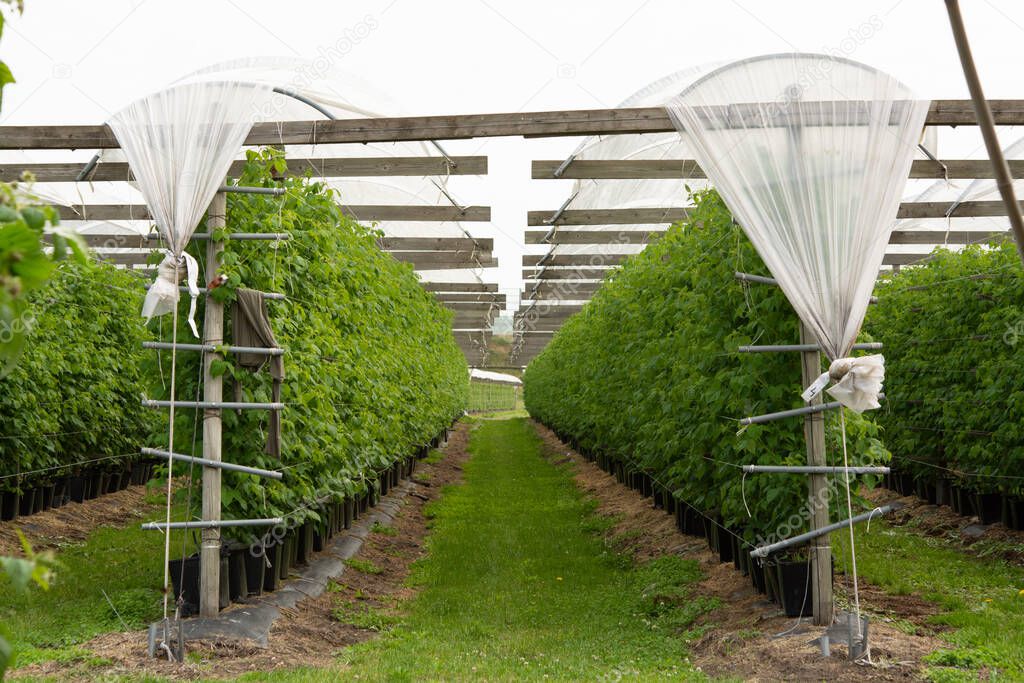 Plantatnions of green raspeberry plants in half opened greenhouse