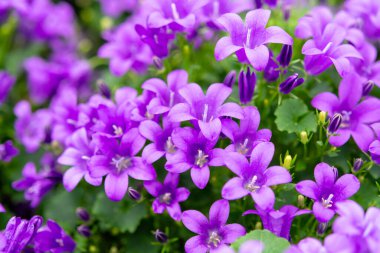 Campanula americana ya da Amerikan çan çiçekleri, bahçe ve dekorasyon için bahar leylağı çiçeği, çiçek arkaplanı