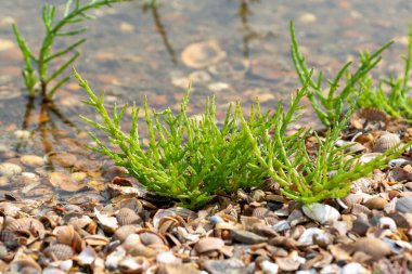 Salicornia edible plants growing in salt marshes, beaches, and mangroves, named also glasswort, pickleweed, picklegrass, marsh samphire, mouse tits, sea beans, samphire greens or sea asparagus.