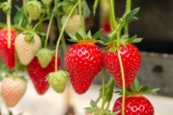 Συγκομιδή Φρέσκων Ώριμων Κόκκινων Φρούτων Φράουλας Στο Ολλανδικό Θερμοκήπιο — Φωτογραφία Αρχείου