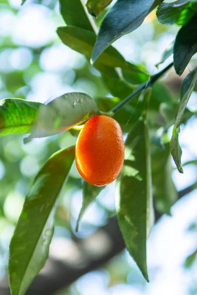 Pequenos Citrinos Tropicais Maduros Laranja Kumquats Árvore Close Pronto Para — Fotografia de Stock