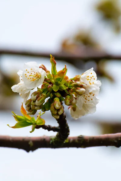 White blossom of sour cherry in garden in spring, floral background