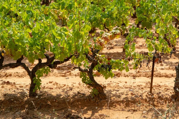 Cépages Français Vin Rouge Rose Culture Sur Sol Minéral Ocre — Photo