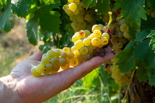 Rijp Witte Wijndruiven Planten Wijngaard Frankrijk Witte Rijpe Muskaatdruif Nieuwe — Stockfoto