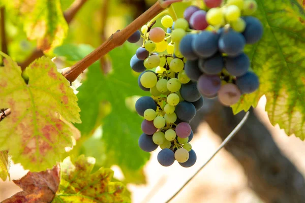 Fransız kırmızı ve gül şarabı üzümleri, mercan mineral toprağında yetişiyor, Fransa 'da yeni şarap üzümü hasadı, Vaucluse Luberon AOP alan adı veya şato üzümleri kapanıyor