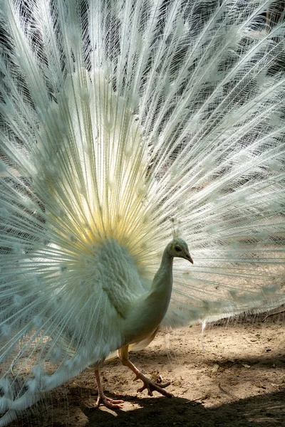 Левчивый Индийский Павлин Кристалл Паво Красивая Белая Птица Открытым Хвостом — стоковое фото