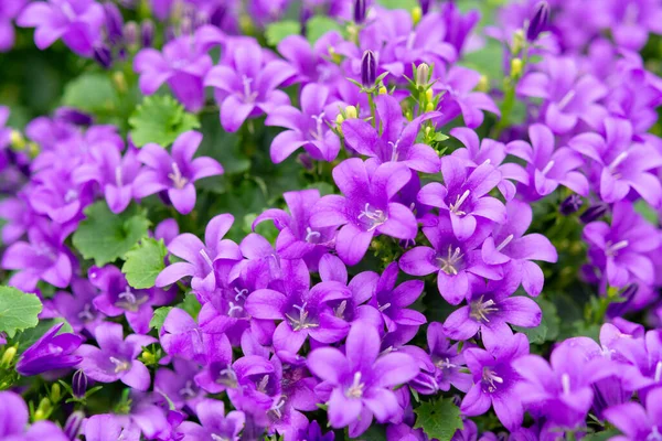 Campanula Americana Americana Bellflower Primavera Flor Lilás Para Jardim Decoração — Fotografia de Stock