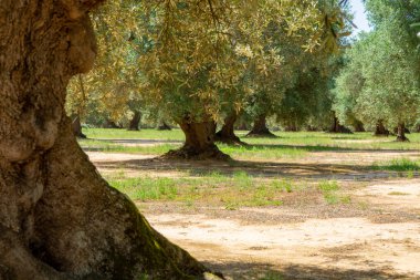Apulia, İtalya 'da çok eski zeytin ağaçları. Ekstra bakire zeytinyağı üretiminin ünlü merkezi.
