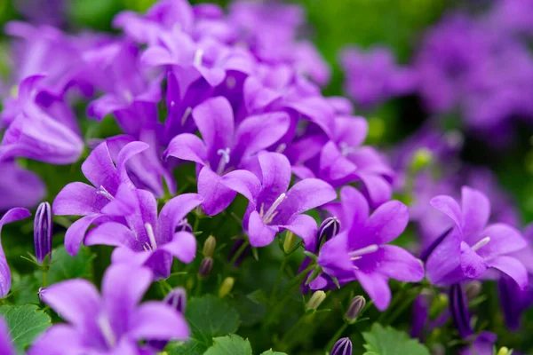 カンパヌラアメリカーナまたはアメリカンベルフラワー 庭と装飾のための春のライラックの花 花の背景 — ストック写真