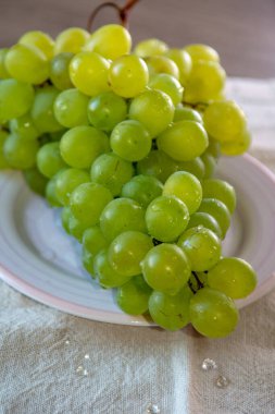 Olgun organik üzüm asması, İtalya 'dan dikişsiz üzüm, yeni hasat yakın.