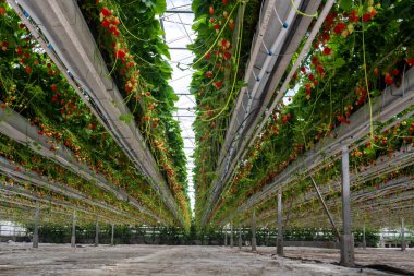 Sırayla olgun büyük kırmızı çilek bitkileriyle sera, hasat için hazır, tatlı organik dut