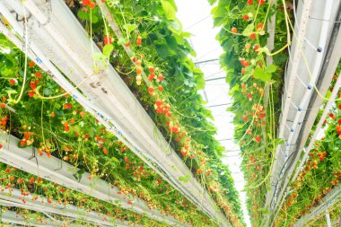 Sırayla olgun büyük kırmızı çilek bitkileriyle sera, hasat için hazır, tatlı organik dut