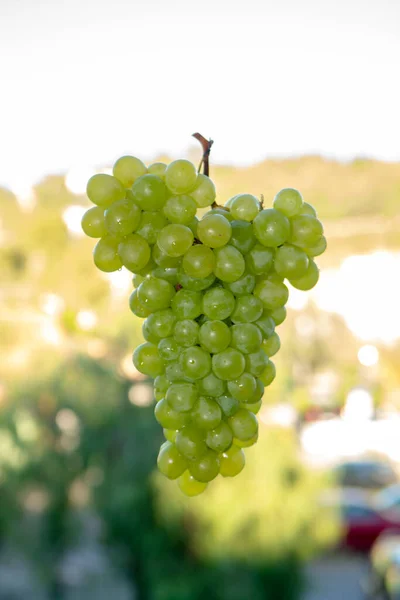 Mogna Ekologiska Vinstockar Vita Bordsdruvor Utan Kärna Från Italien Skörd — Stockfoto