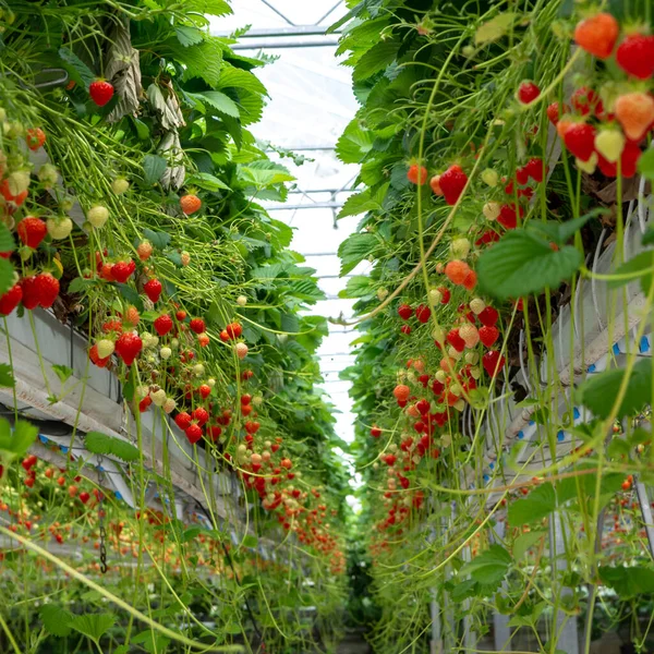 Sırayla Olgun Büyük Kırmızı Çilek Bitkileriyle Sera Hasat Için Hazır — Stok fotoğraf