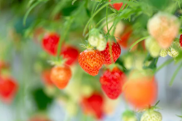 Invernadero Con Filas Grandes Plantas Maduras Fresas Rojas Listas Para —  Fotos de Stock