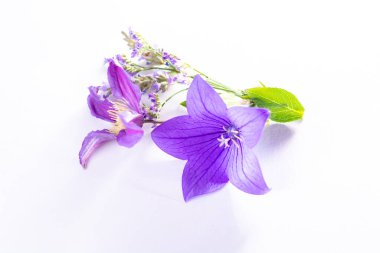 Mor balon çiçeğinden zarif küçük yaka çiçekleri, taze kesilmiş çiçek süslemeleri. Yakından izole edilmiş.