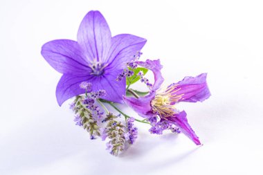 Mor balon çiçeğinden zarif küçük yaka çiçekleri, taze kesilmiş çiçek süslemeleri. Yakından izole edilmiş.