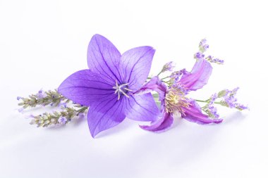 Mor balon çiçeğinden zarif küçük yaka çiçekleri, taze kesilmiş çiçek süslemeleri. Yakından izole edilmiş.