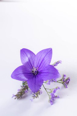 Mor balon çiçeğinden zarif küçük yaka çiçekleri, taze kesilmiş çiçek süslemeleri. Yakından izole edilmiş.