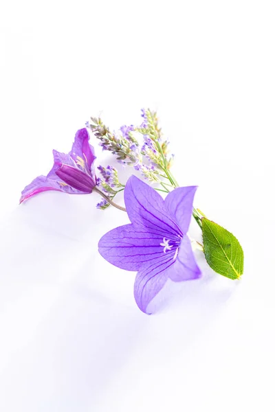 Elegant small boutonniere from purple balloon flower, fresh cut flower decoration isolated close up