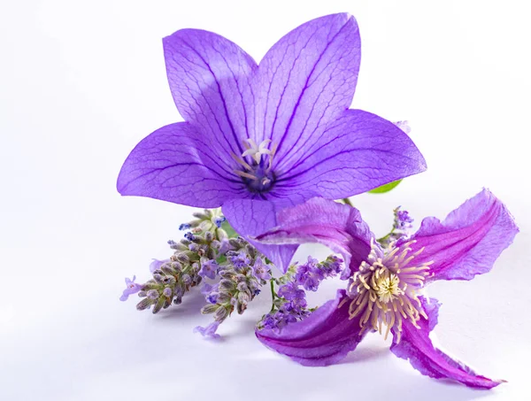Mor Balon Çiçeğinden Zarif Küçük Yaka Çiçekleri Taze Kesilmiş Çiçek — Stok fotoğraf