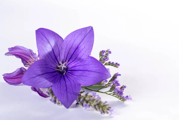 Elegant Liten Boutonniere Från Lila Ballong Blomma Färsk Skuren Blomma — Stockfoto