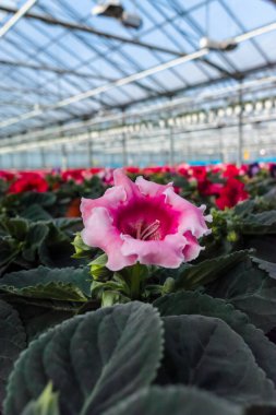 Gloxinia çiçek açan renkli bitkiler dekoratif ya da süs çiçeği olarak yetiştirilir, serada yetişir.