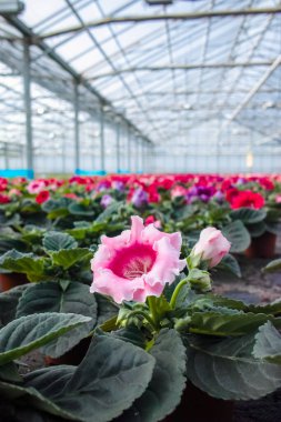 Gloxinia çiçek açan renkli bitkiler dekoratif ya da süs çiçeği olarak yetiştirilir, serada yetişir.