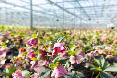 Helleborus veya Noel gülü, solmuş çiçek bahçesi, dekoratif ya da süs çiçeği olarak yetiştirilmiş, serada yetişen.