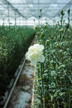 Dianthus caryophyllus 'un yetiştirilmesi, serada çiçek açan bitkiler.