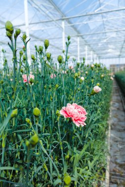 Dianthus caryophyllus 'un yetiştirilmesi, serada çiçek açan bitkiler.