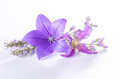 Mor balon çiçeğinden zarif küçük yaka çiçekleri, taze kesilmiş çiçek süslemeleri. Yakından izole edilmiş.