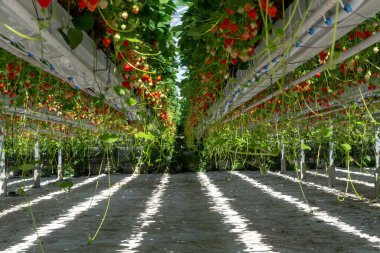 Sırayla olgun büyük kırmızı çilek bitkileriyle sera, hasat için hazır, tatlı organik dut