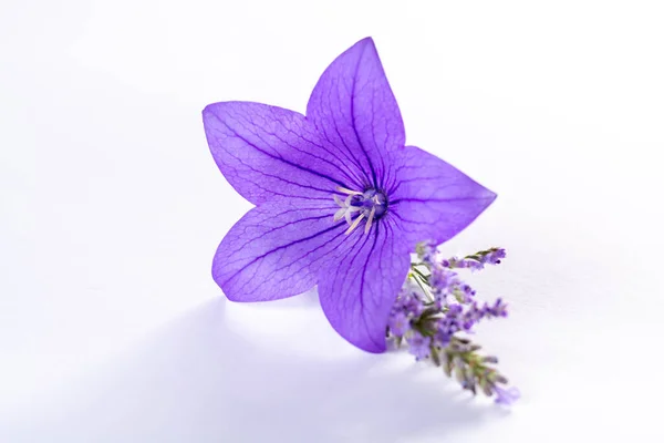 紫色の風船の花からエレガントな小さなBoutonniere 近くに隔離された新鮮な切り花の装飾 — ストック写真